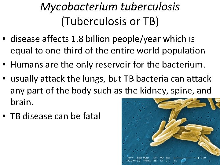 Mycobacterium tuberculosis (Tuberculosis or TB) • disease affects 1. 8 billion people/year which is