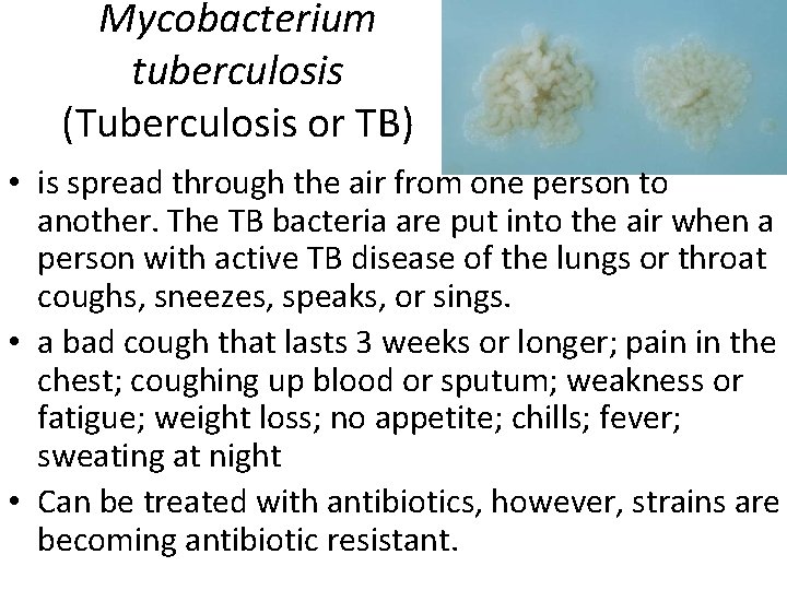 Mycobacterium tuberculosis (Tuberculosis or TB) • is spread through the air from one person