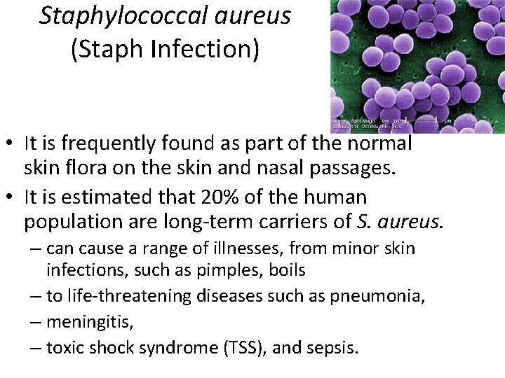 Staphylococcal aureus (Staph Infection) • It is frequently found as part of the normal