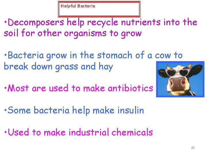 Helpful Bacteria • Decomposers help recycle nutrients into the soil for other organisms to