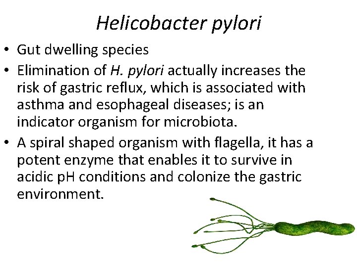 Helicobacter pylori • Gut dwelling species • Elimination of H. pylori actually increases the