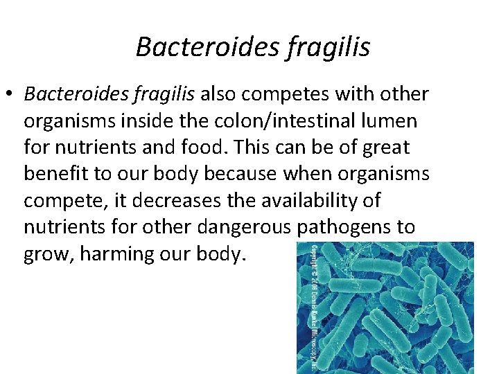 Bacteroides fragilis • Bacteroides fragilis also competes with other organisms inside the colon/intestinal lumen