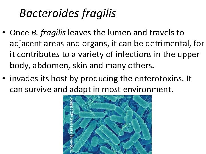 Bacteroides fragilis • Once B. fragilis leaves the lumen and travels to adjacent areas