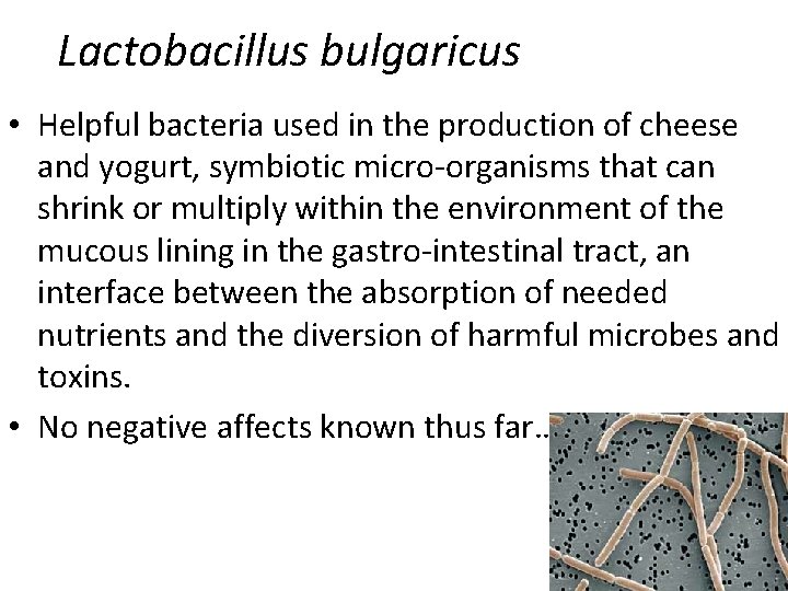 Lactobacillus bulgaricus • Helpful bacteria used in the production of cheese and yogurt, symbiotic