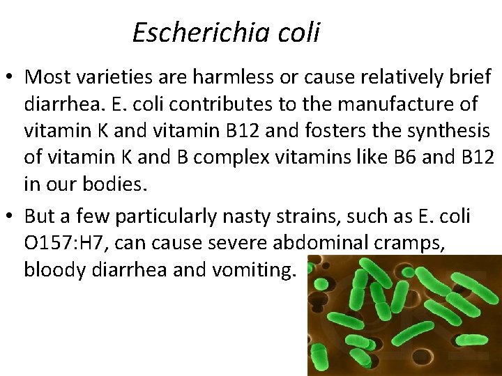 Escherichia coli • Most varieties are harmless or cause relatively brief diarrhea. E. coli