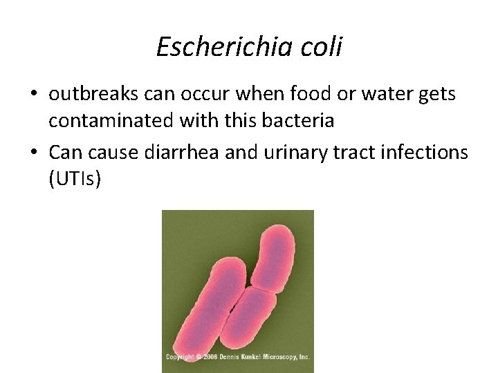 Escherichia coli • outbreaks can occur when food or water gets contaminated with this