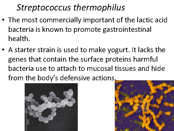 Streptococcus thermophilus • The most commercially important of the lactic acid bacteria is known