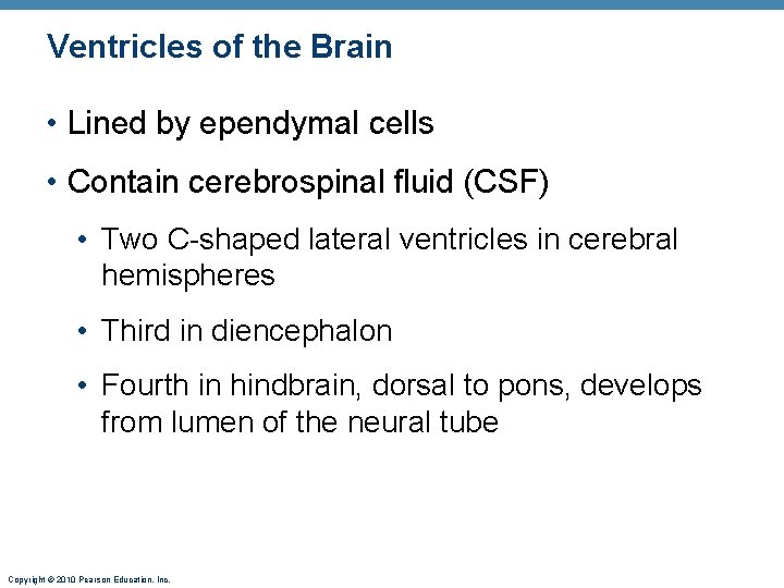 Ventricles of the Brain • Lined by ependymal cells • Contain cerebrospinal fluid (CSF)