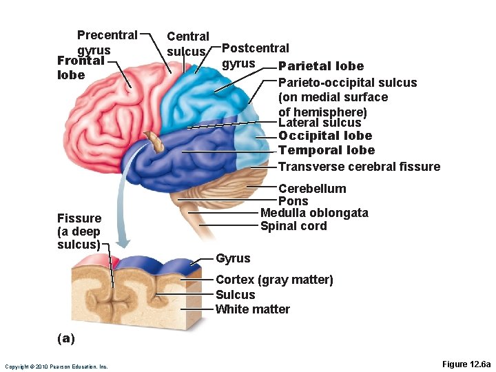 Precentral gyrus Frontal lobe Central sulcus Postcentral gyrus Parietal lobe Parieto-occipital sulcus (on medial