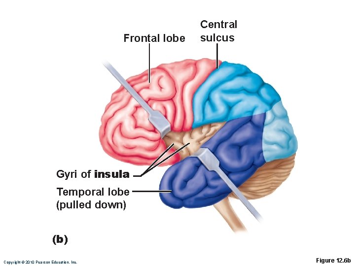 Frontal lobe Central sulcus Gyri of insula Temporal lobe (pulled down) (b) Copyright ©
