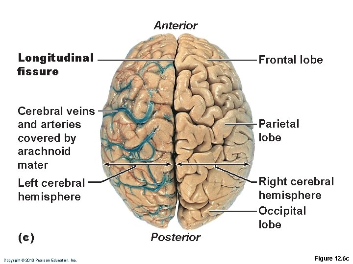 Anterior Longitudinal fissure Frontal lobe Cerebral veins and arteries covered by arachnoid mater Parietal