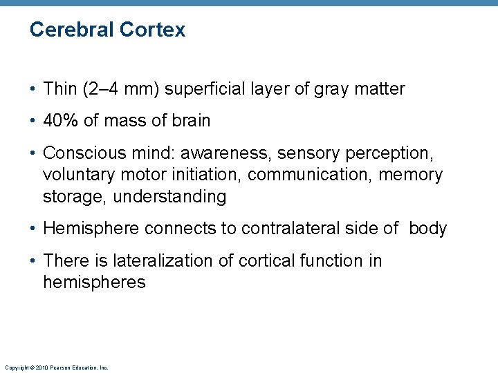 Cerebral Cortex • Thin (2– 4 mm) superficial layer of gray matter • 40%