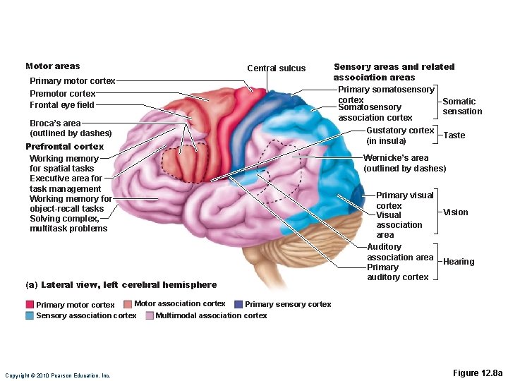 Motor areas Central sulcus Primary motor cortex Premotor cortex Frontal eye field Broca’s area