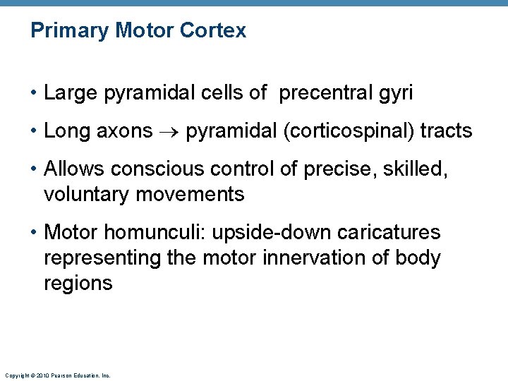 Primary Motor Cortex • Large pyramidal cells of precentral gyri • Long axons pyramidal