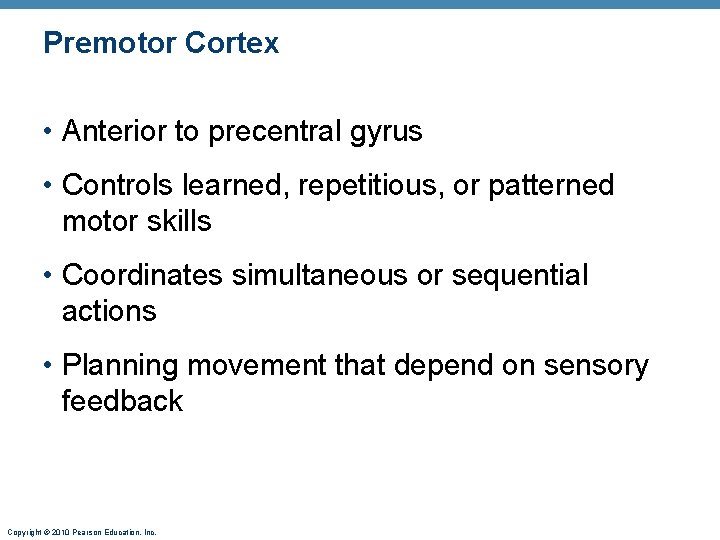 Premotor Cortex • Anterior to precentral gyrus • Controls learned, repetitious, or patterned motor