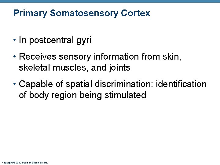 Primary Somatosensory Cortex • In postcentral gyri • Receives sensory information from skin, skeletal