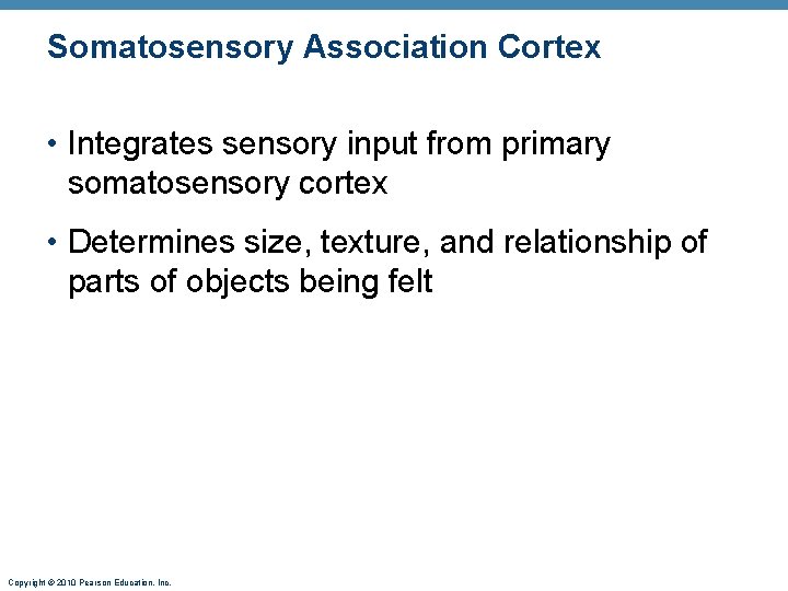 Somatosensory Association Cortex • Integrates sensory input from primary somatosensory cortex • Determines size,