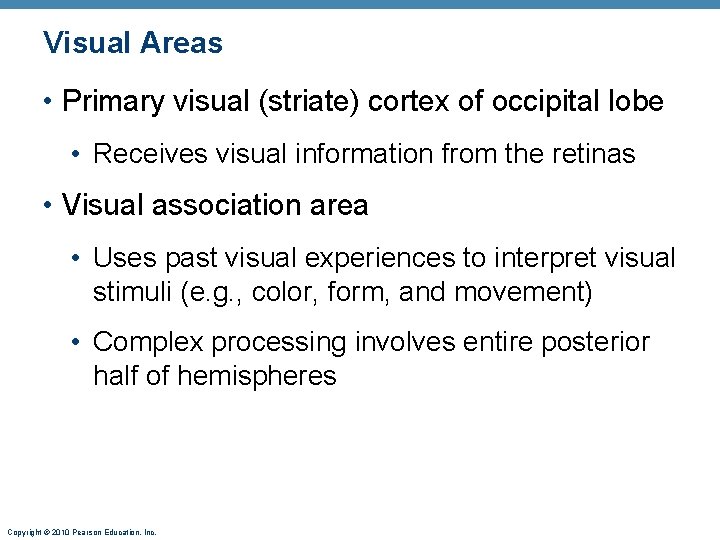 Visual Areas • Primary visual (striate) cortex of occipital lobe • Receives visual information