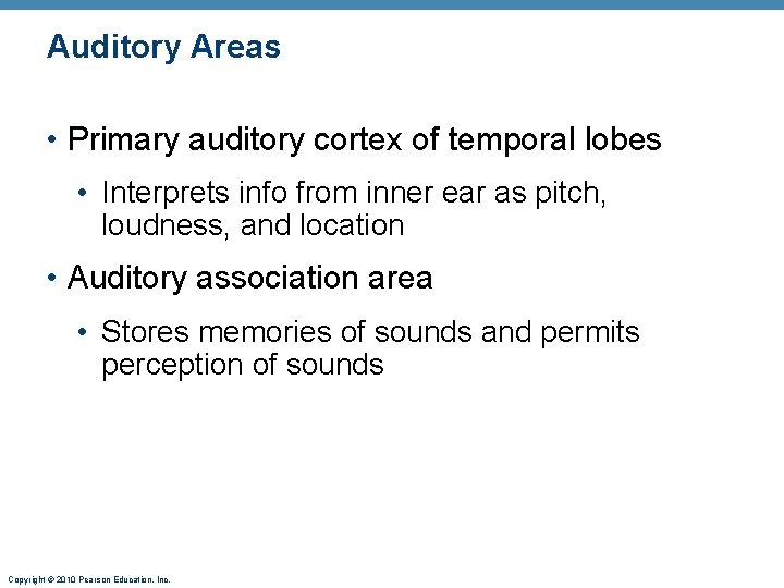 Auditory Areas • Primary auditory cortex of temporal lobes • Interprets info from inner