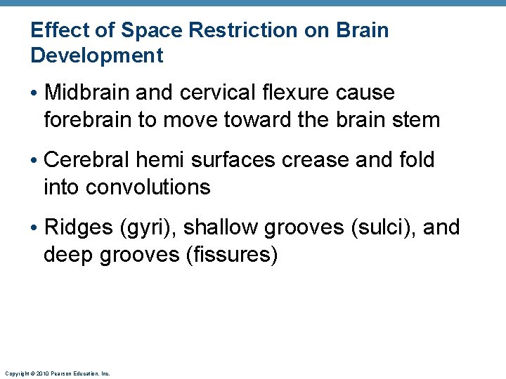 Effect of Space Restriction on Brain Development • Midbrain and cervical flexure cause forebrain