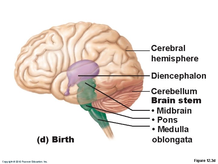 Cerebral hemisphere Diencephalon (d) Birth Copyright © 2010 Pearson Education, Inc. Cerebellum Brain stem