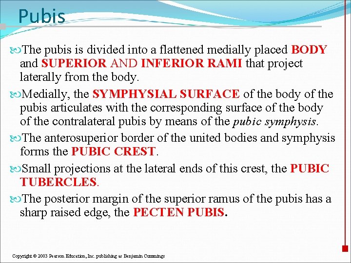 Pubis The pubis is divided into a flattened medially placed BODY and SUPERIOR AND