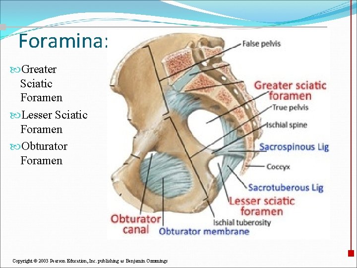 Foramina: Greater Sciatic Foramen Lesser Sciatic Foramen Obturator Foramen Copyright © 2003 Pearson Education,