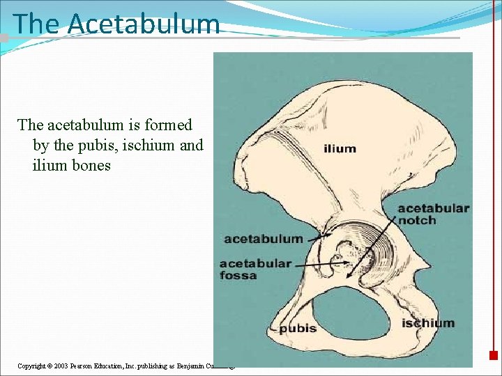 The Acetabulum The acetabulum is formed by the pubis, ischium and ilium bones Copyright