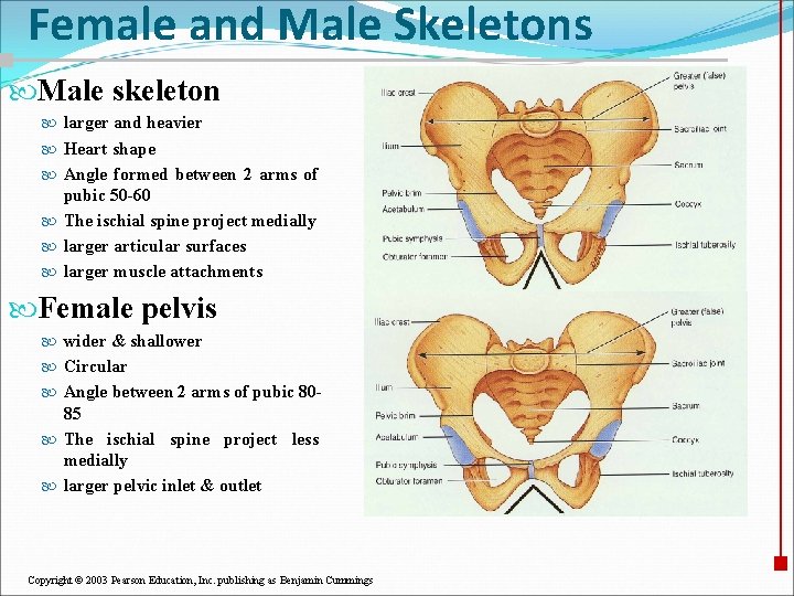 Female and Male Skeletons Male skeleton larger and heavier Heart shape Angle formed between