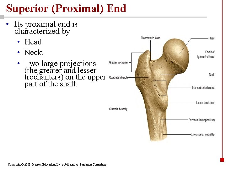 Superior (Proximal) End • Its proximal end is characterized by • Head • Neck,