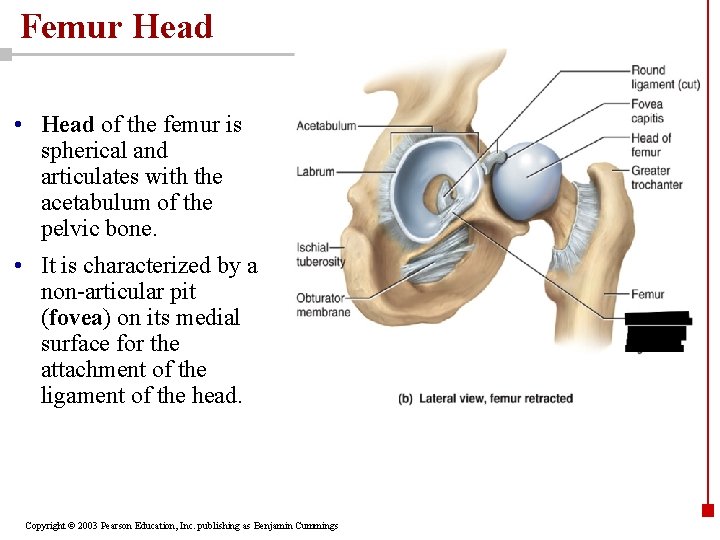 Femur Head • Head of the femur is spherical and articulates with the acetabulum