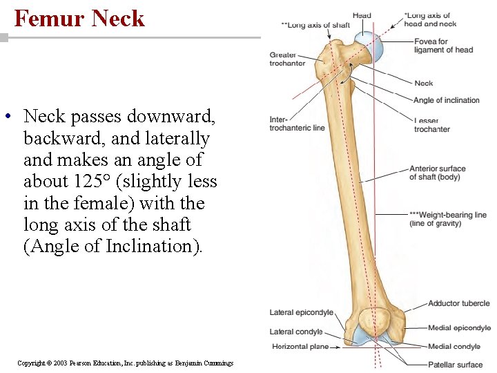 Femur Neck • Neck passes downward, backward, and laterally and makes an angle of