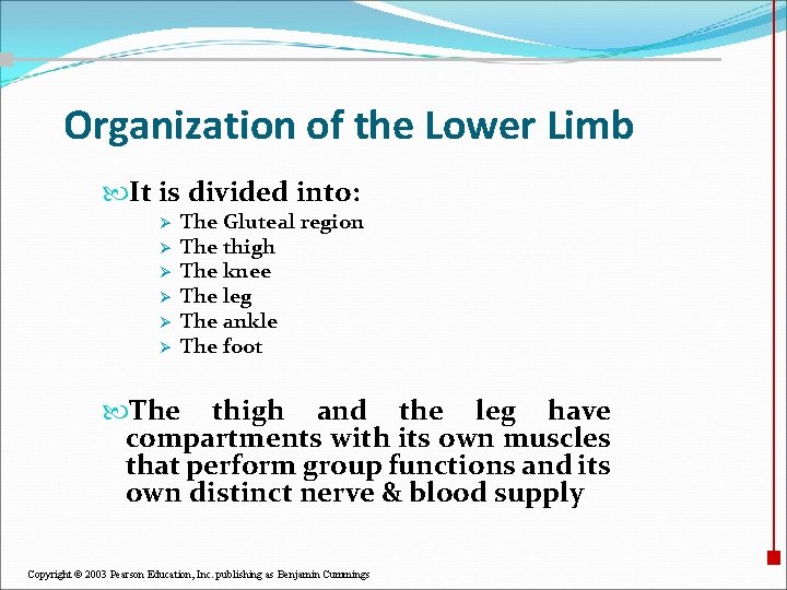 Organization of the Lower Limb It is divided into: Ø Ø Ø The Gluteal