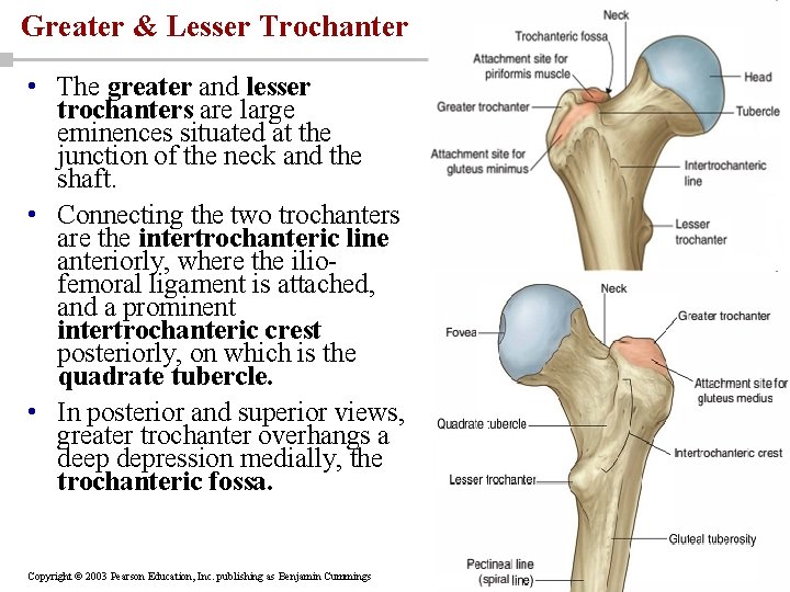 Greater & Lesser Trochanter • The greater and lesser trochanters are large eminences situated