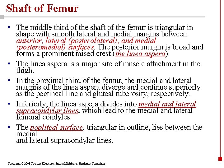 Shaft of Femur • The middle third of the shaft of the femur is