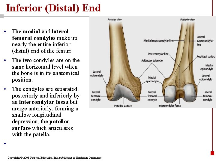 Inferior (Distal) End • The medial and lateral femoral condyles make up nearly the