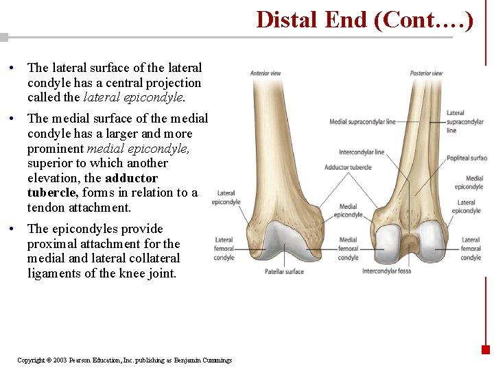 Distal End (Cont…. ) • The lateral surface of the lateral condyle has a