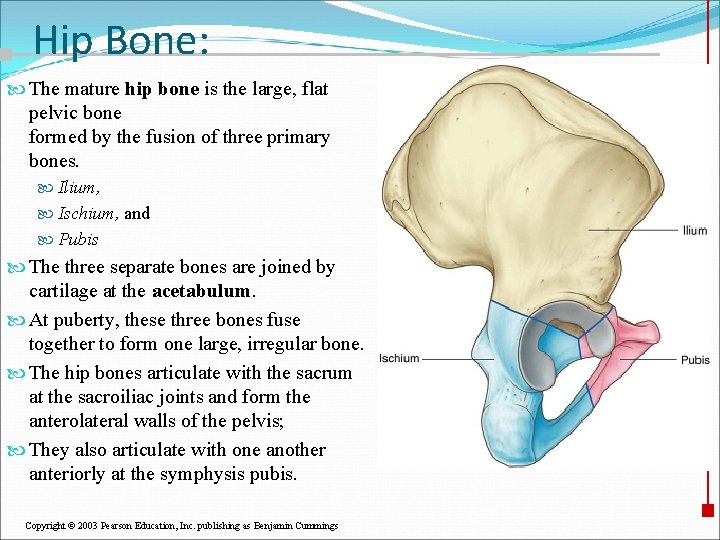 Hip Bone: The mature hip bone is the large, flat pelvic bone formed by