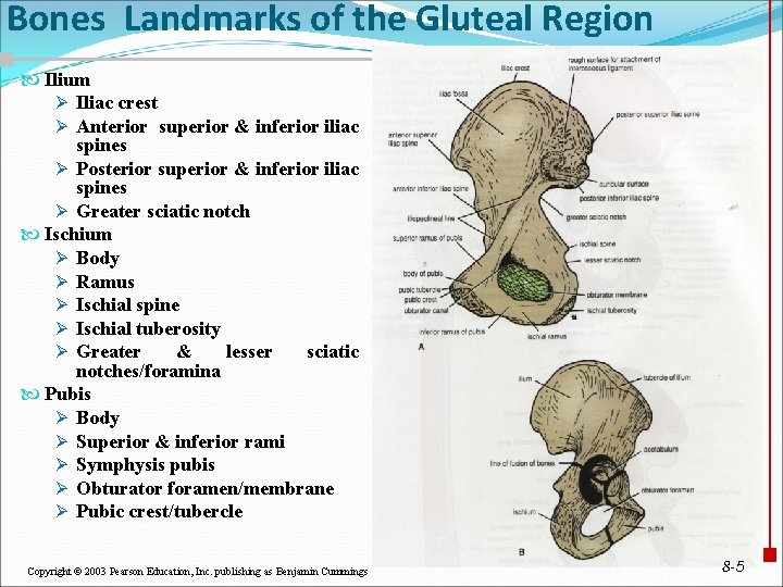 Bones Landmarks of the Gluteal Region Ilium Ø Iliac crest Ø Anterior superior &