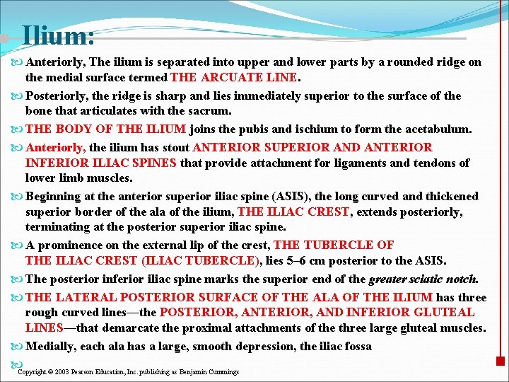 Ilium: Anteriorly, The ilium is separated into upper and lower parts by a rounded