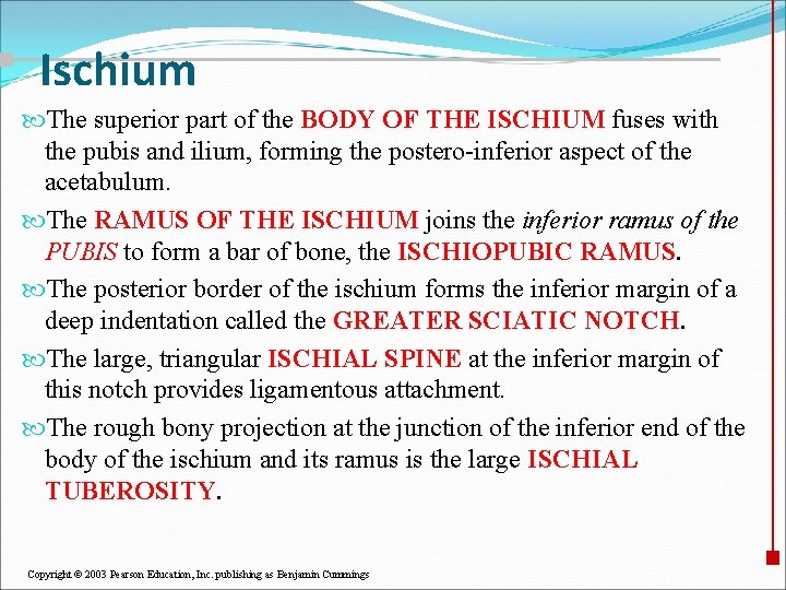Ischium The superior part of the BODY OF THE ISCHIUM fuses with the pubis