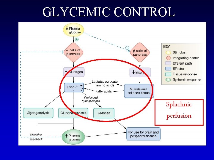 GLYCEMIC CONTROL Splachnic perfusion 
