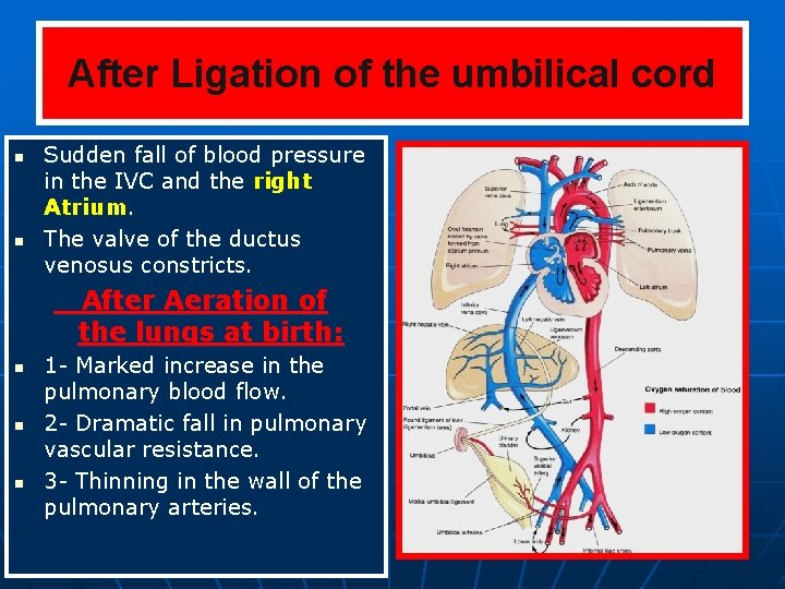 After Ligation of the umbilical cord n n Sudden fall of blood pressure in