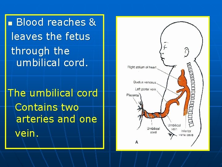 Blood reaches & leaves the fetus through the umbilical cord. n The umbilical cord