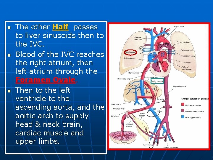 n n n The other Half passes to liver sinusoids then to the IVC.
