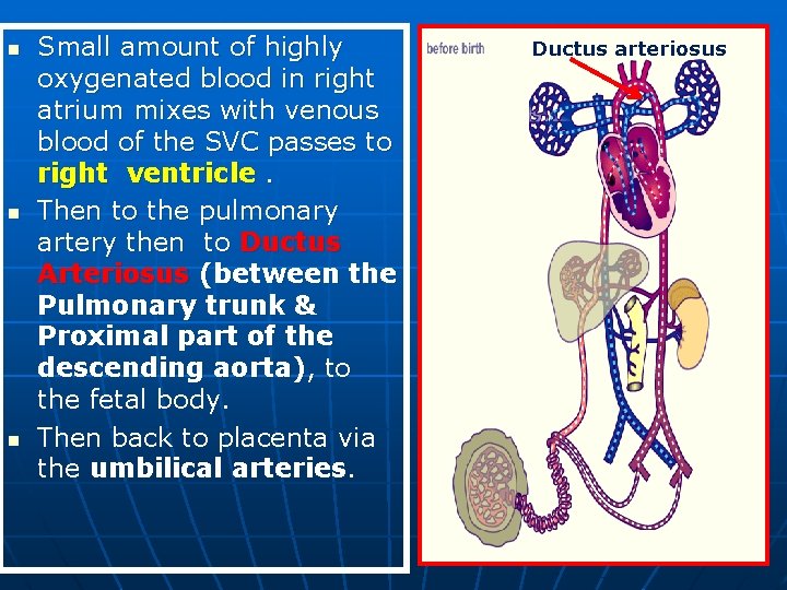 n n n Small amount of highly oxygenated blood in right atrium mixes with