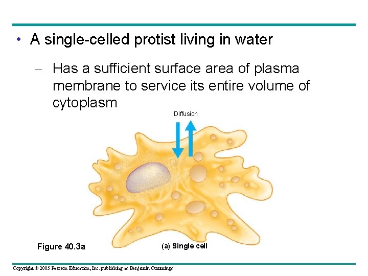  • A single-celled protist living in water – Has a sufficient surface area