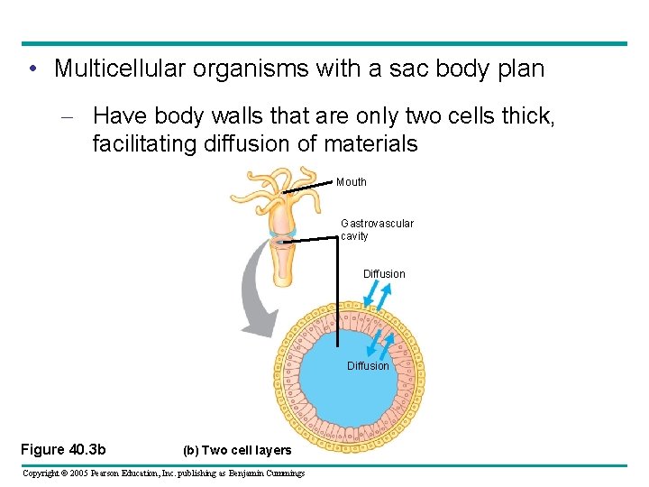  • Multicellular organisms with a sac body plan – Have body walls that