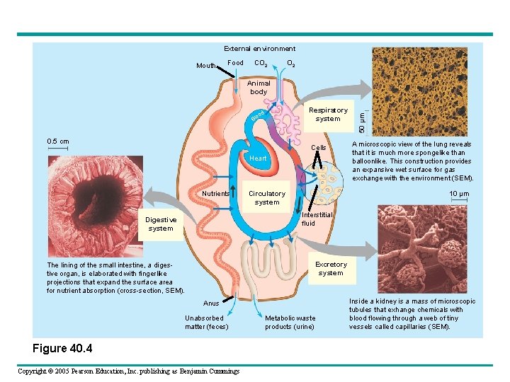 External environment Mouth Food CO 2 Respiratory system d oo Bl 0. 5 cm