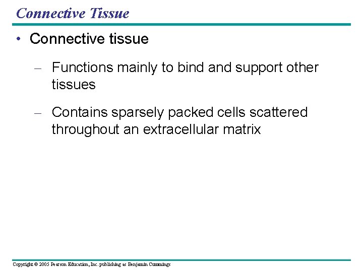 Connective Tissue • Connective tissue – Functions mainly to bind and support other tissues